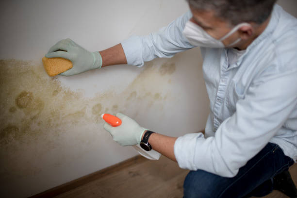 Best Toxic Mold Removal  in Oatfield, OR