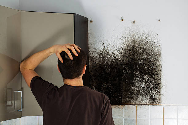 Best Local Mold Removal Service  in Oatfield, OR